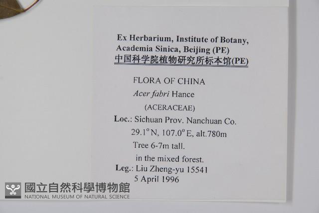 紅翅槭藏品圖，第2張