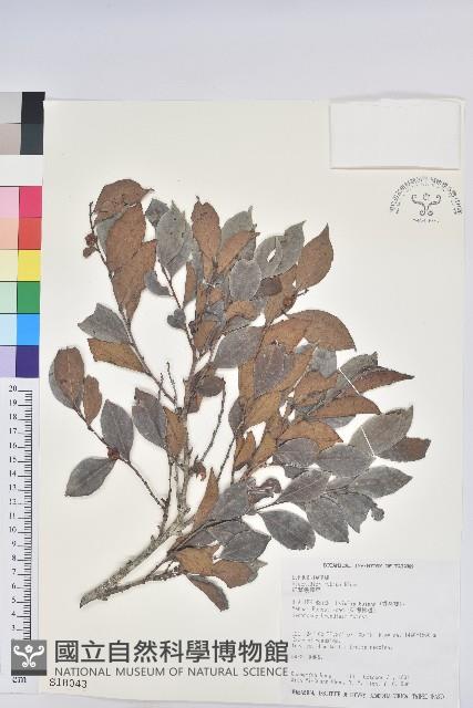 細葉饅頭果藏品圖，第1張