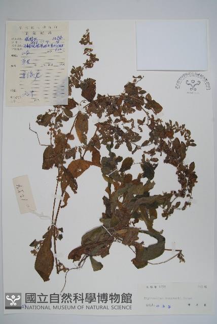 盾果草藏品圖，第1張