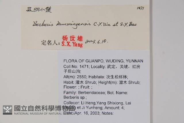 粉葉小檗藏品圖，第2張