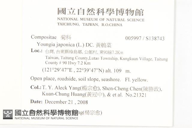 黃鵪菜藏品圖，第2張