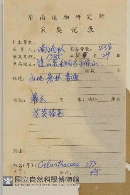 大果衛矛藏品圖，第2張