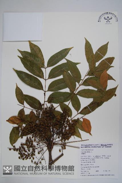 木蠟樹、山漆藏品圖，第1張