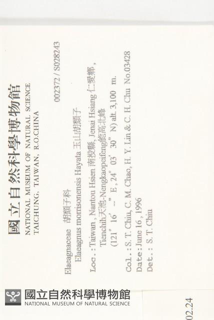 小葉胡頹子藏品圖，第2張