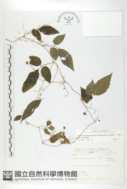 絞股藍藏品圖，第1張