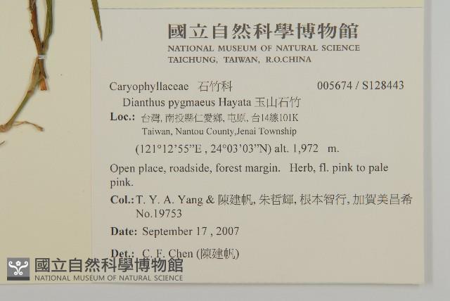 玉山石竹藏品圖，第2張