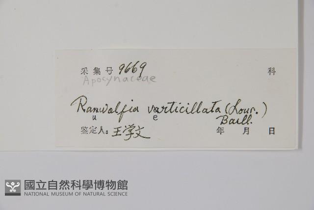 蘿芙木藏品圖，第2張