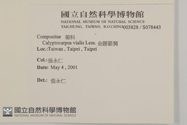 金腰箭舅藏品圖，第2張