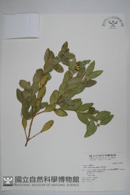 琉球黃楊藏品圖，第1張