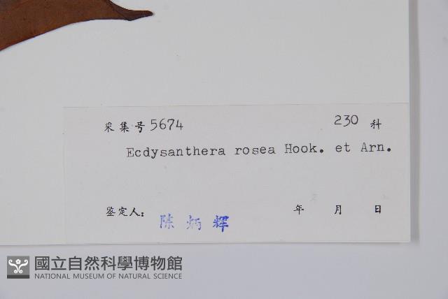 酸藤藏品圖，第2張