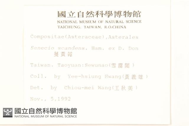 蔓黃菀藏品圖，第2張