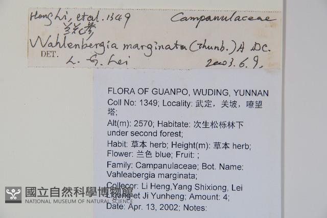 細葉蘭花參藏品圖，第2張