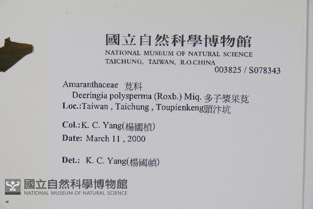 多子漿果莧藏品圖，第2張