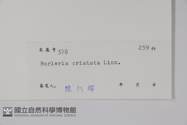 假杜鵑藏品圖，第2張