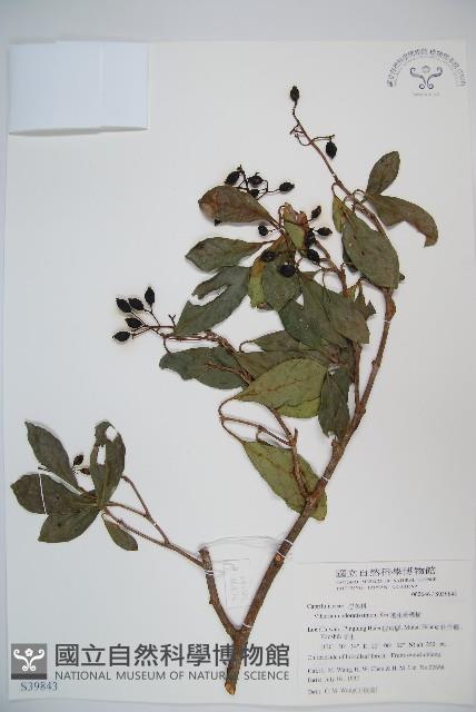 珊瑚樹藏品圖，第1張