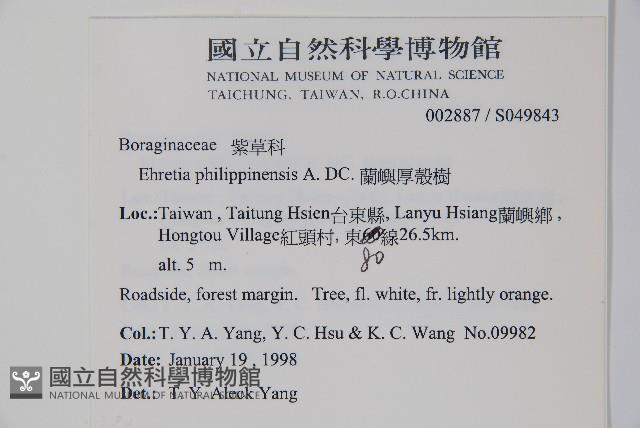 蘭嶼厚殼樹藏品圖，第2張