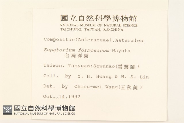 臺灣澤蘭藏品圖，第2張