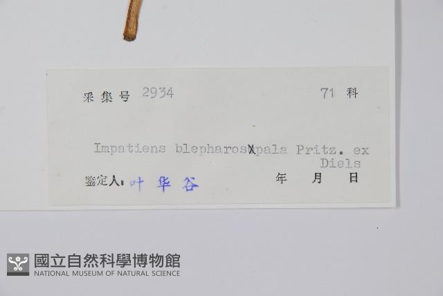 睫毛萼鳳仙花藏品圖，第2張