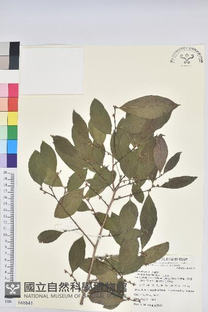 刺杜密藏品圖，第1張