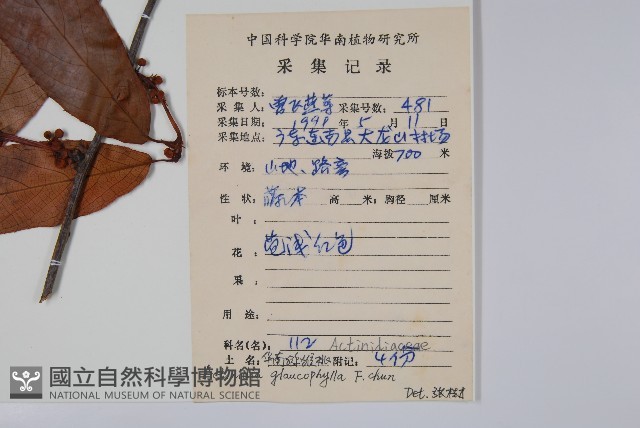 華南獼猴桃藏品圖，第2張