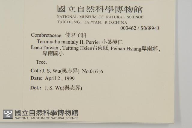 小葉欖仁藏品圖，第2張