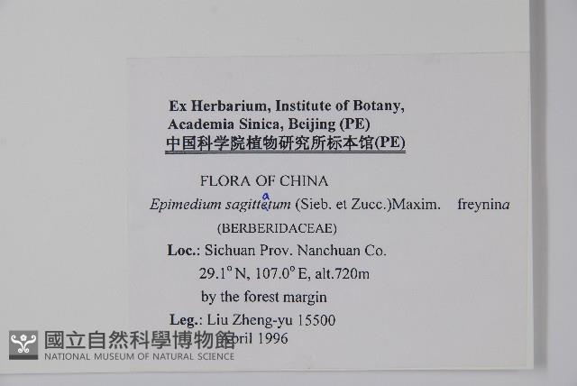 光葉淫羊藿藏品圖，第2張