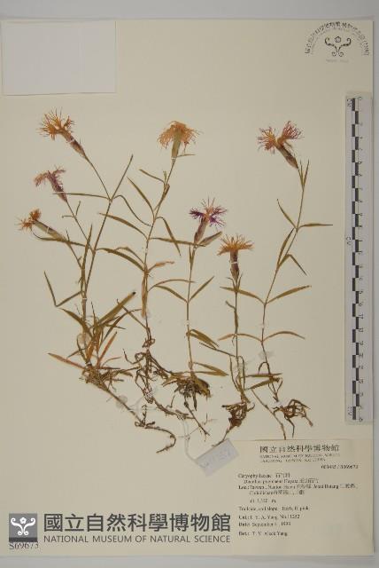 玉山石竹藏品圖，第1張