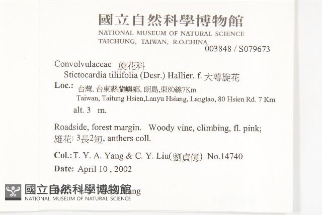 大萼旋花藏品圖，第2張