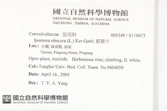 野牽牛藏品圖，第2張