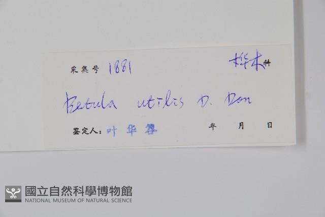 糙皮樺藏品圖，第2張