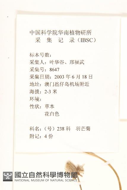 長柄菊藏品圖，第2張