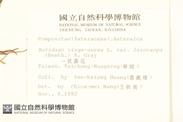 一枝黃花藏品圖，第2張