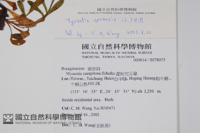 野勿忘草藏品圖，第2張