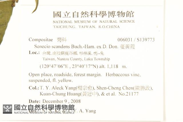 蔓黃菀藏品圖，第2張