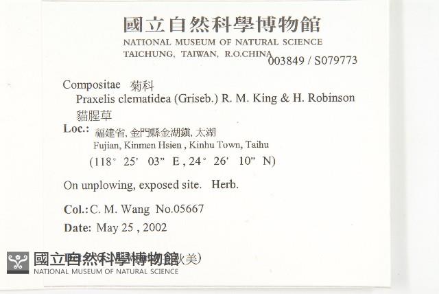 貓腥草藏品圖，第2張