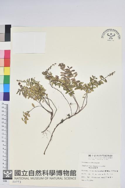 高山白珠樹藏品圖，第1張