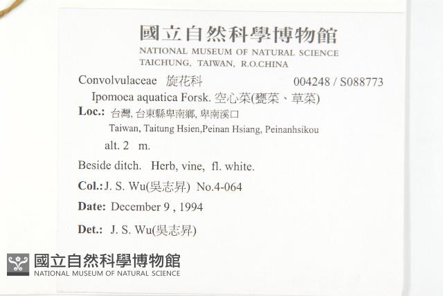 甕菜、空心菜藏品圖，第2張