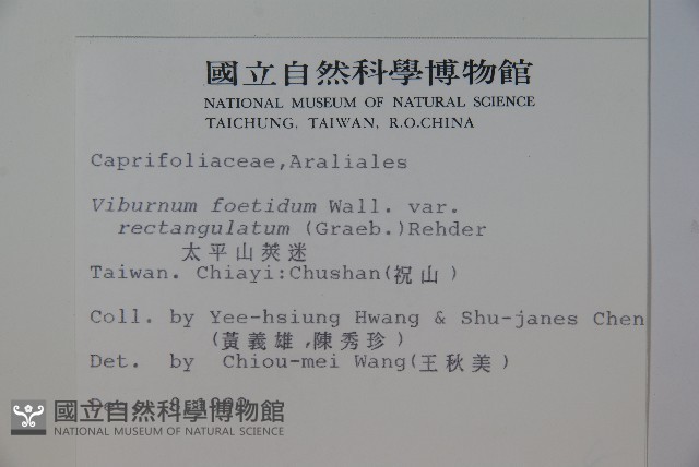 狹葉莢迷藏品圖，第2張