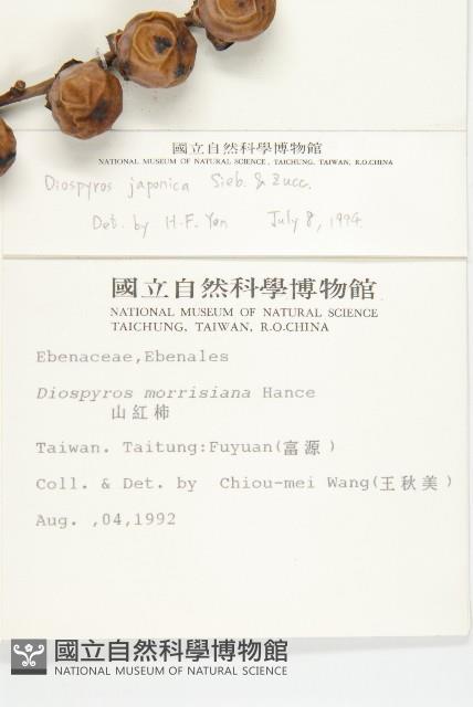 山柿, 山豆柿藏品圖，第2張