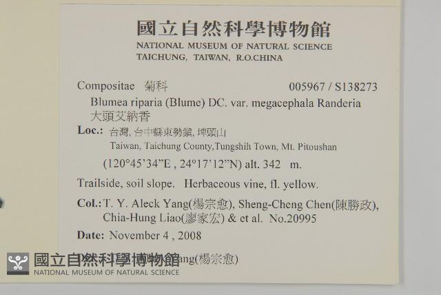 大頭艾納香藏品圖，第2張