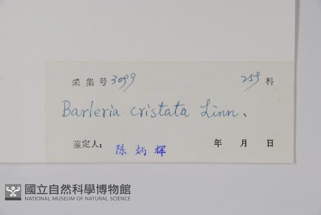 假杜鵑藏品圖，第2張