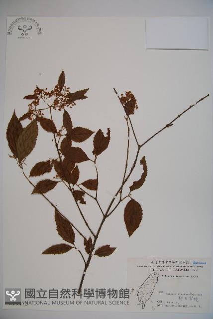 呂宋莢迷藏品圖，第1張