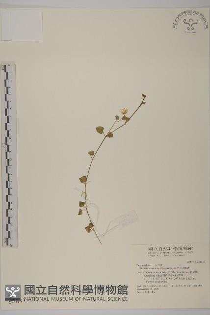 阿里山繁縷藏品圖，第1張