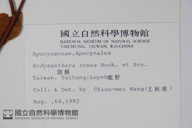 酸藤藏品圖，第2張