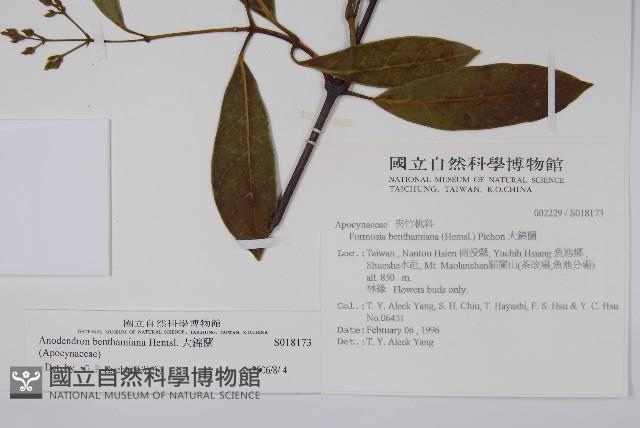 大錦蘭藏品圖，第2張