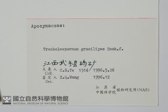 細梗絡石藏品圖，第2張