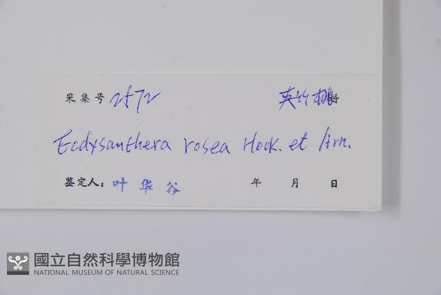 Sour creeper Collection Image, Figure 2, Total 2 Figures