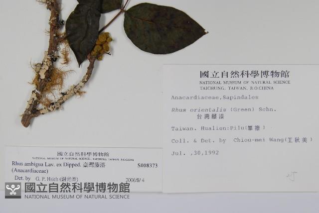 臺灣藤漆藏品圖，第2張