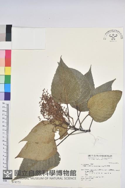 紅肉橙蘭、華血桐藏品圖，第1張