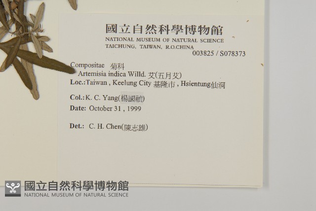 野艾蒿藏品圖，第2張